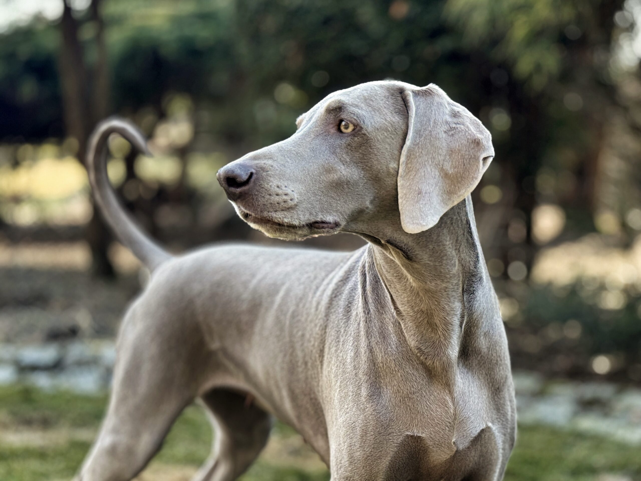 arya3