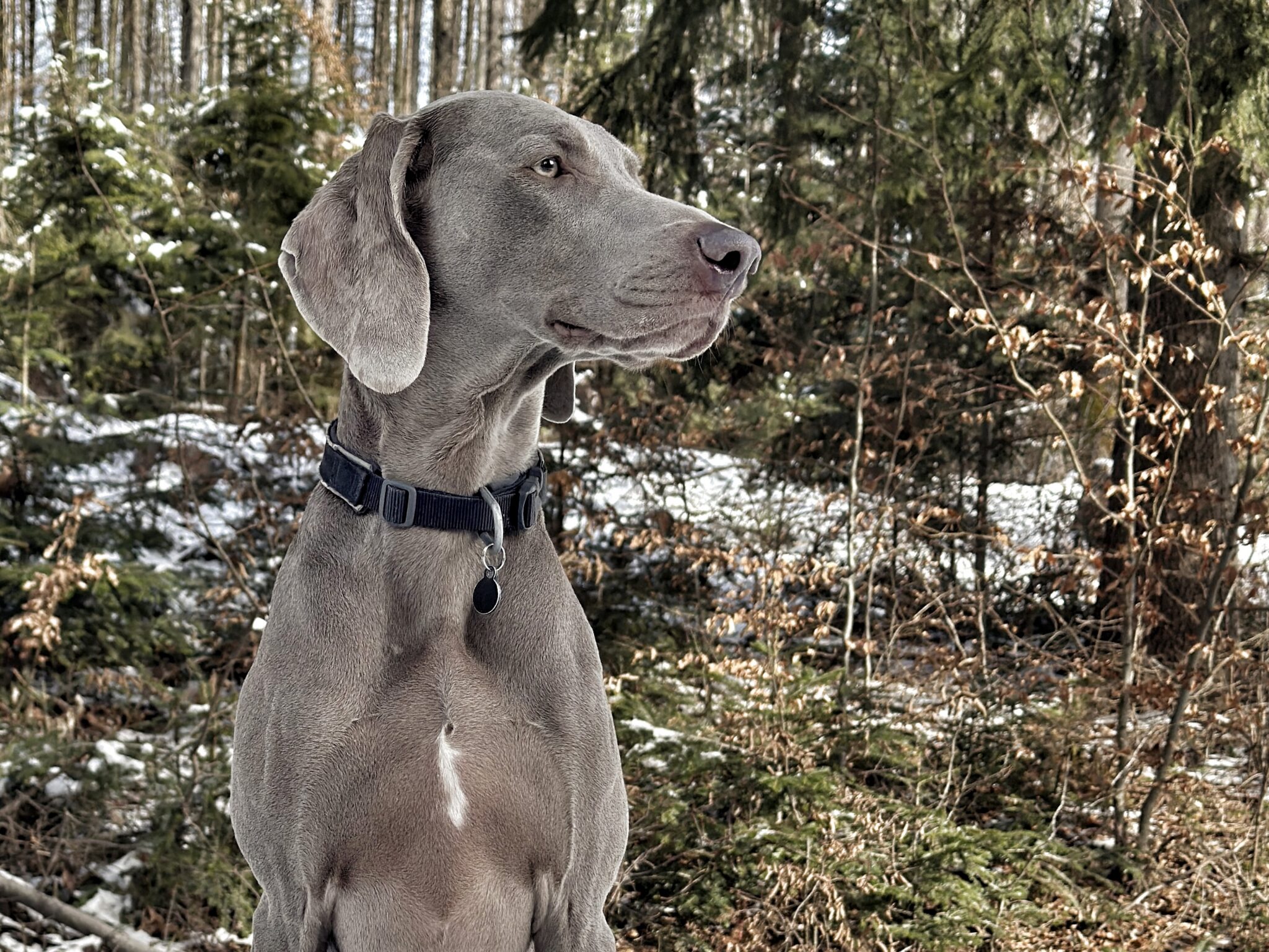 maggie7